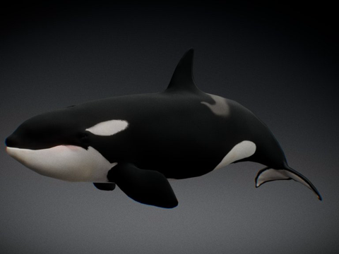 雌性虎鲸3d模型 