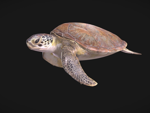  B模型幼年绿海龟3d模型 