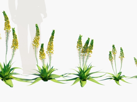  花草组合宽叶贝比草3d模型 