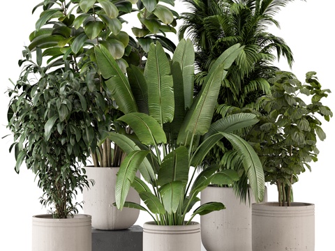  现代侘寂绿植盆栽3d模型 