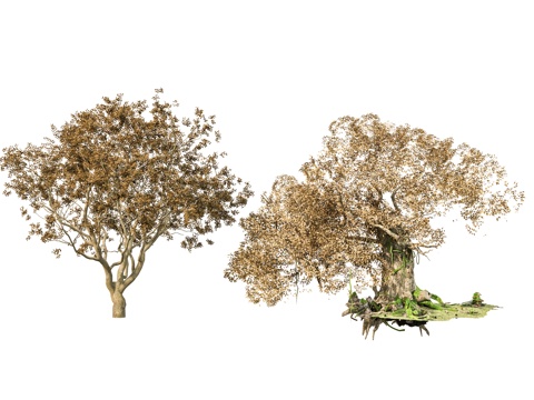  乔木 古树大树乔木 公园大型景观树 榕树景观树 参天大树许su模型 