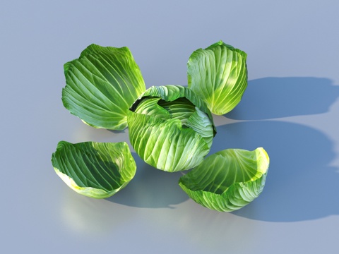 蔬菜 卷心菜su模型 