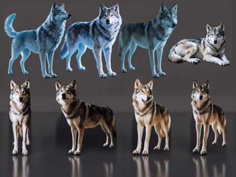  2D动物 狼 动物园 野生动物 动物世界 野外动物su模型 