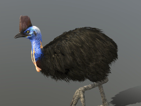  南方食火鸡su模型 