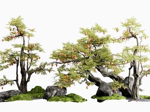  新中式柿子树 景观树 乔木 老桩果树 石头 微地形 苔藓景观su模型 
