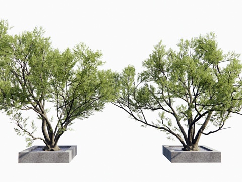  现代景观树 乔木 老桩大树 庭院造景树 植物造景su模型 