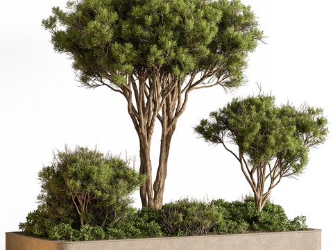 庭院绿植 景观树3d模型 