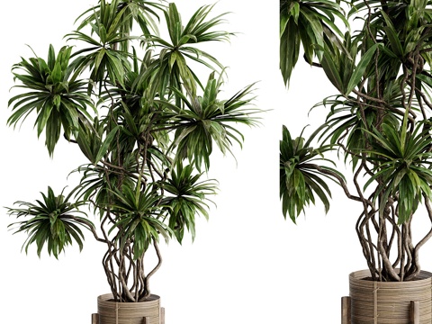  新中式侘寂绿植盆栽3d模型 