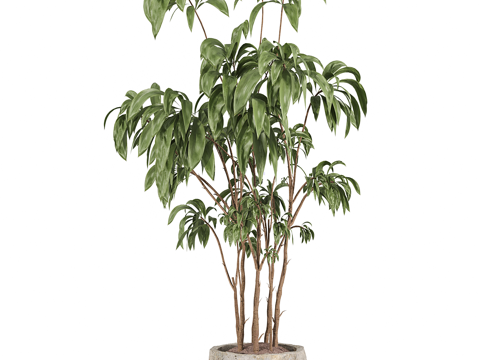  现代侘寂绿植盆栽3d模型 