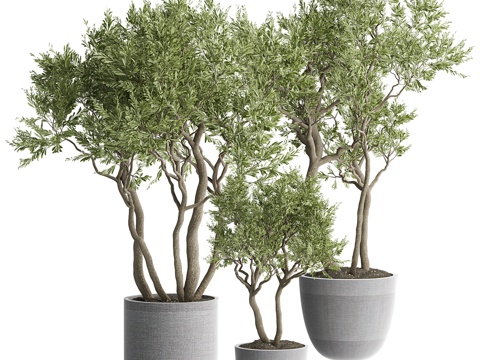  新中式侘寂绿植盆栽3d模型 