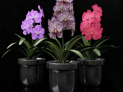  现代盆景  绿植盆栽 花瓶花艺3d模型 