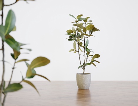  盆栽_植物组合_绿植3d模型 