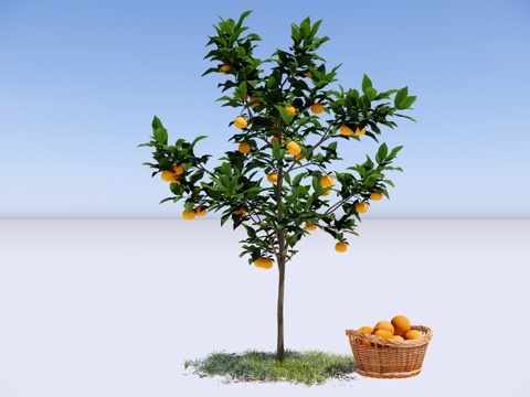  橘子树 柑橘树 庭园果树 乔木 金桔树 橙子树 景观树su模型 