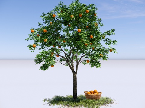  橘子树 柑橘树 庭园果树 乔木 金桔树 橙子树 景观树su模型 