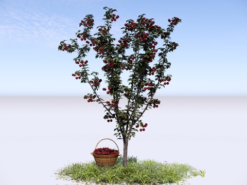  现代 樱桃树 景观树 庭院果树 车厘子树 水果果篮su模型 