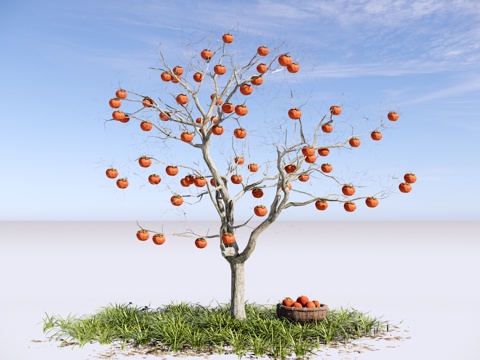  现代 乔木 景观树 果树 柿子树 庭院树 落叶乔木su模型 