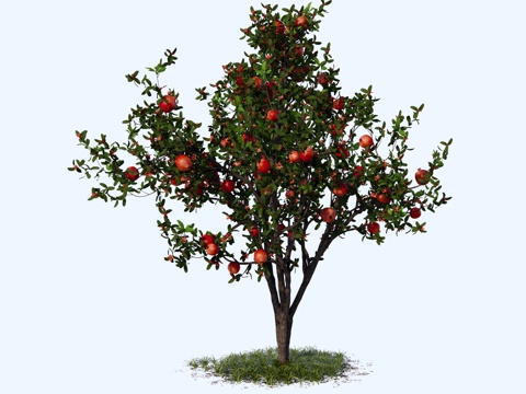  现代 石榴树 石榴 景观造型树 园林绿化 庭院果树 乔木果树su模型 