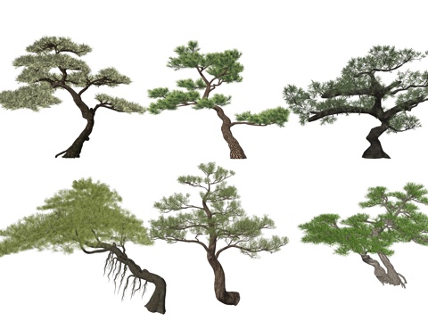  新中式造型松植物树su模型 