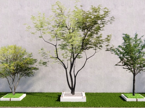 树池乔木 行道树 造型树su模型