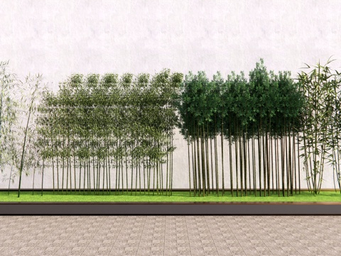 竹子 树池乔木 行道树 造型树su模型
