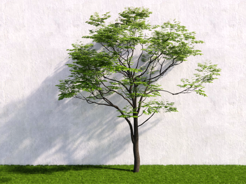 造型树 乔木 行道树su模型