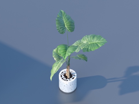  花盆 盆栽 绿植 植物3d模型 