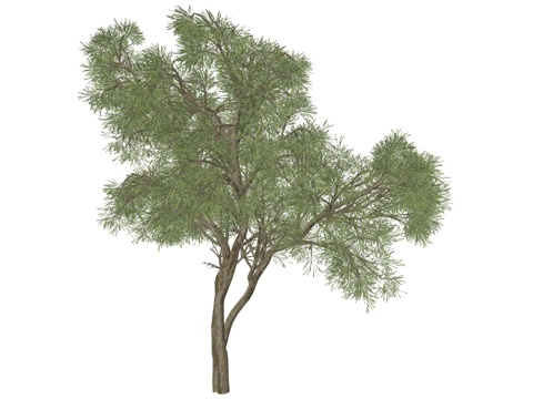 现代公园景观树su模型