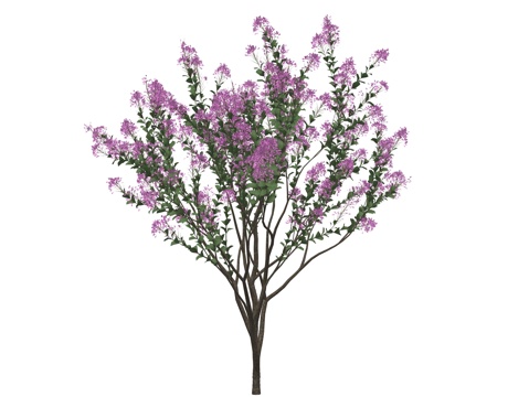 现代花灌木植物su模型