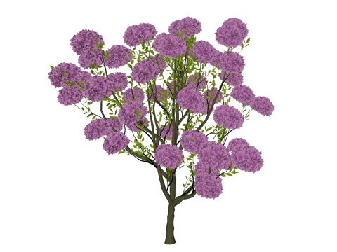 现代花灌木植物su模型