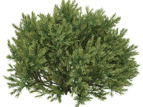  Serralunga 植物3d模型 