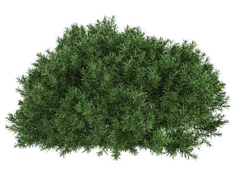  Serralunga 植物3d模型 