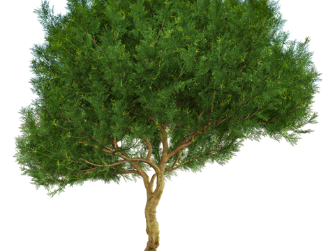  Serralunga 植物3d模型 