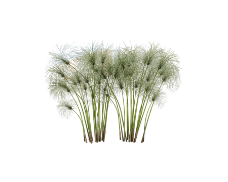  Serralunga 植物3d模型 