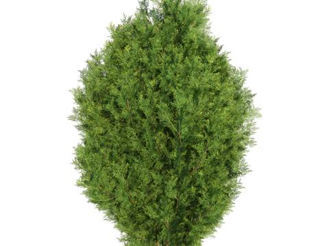  Serralunga 针叶植物3d模型 
