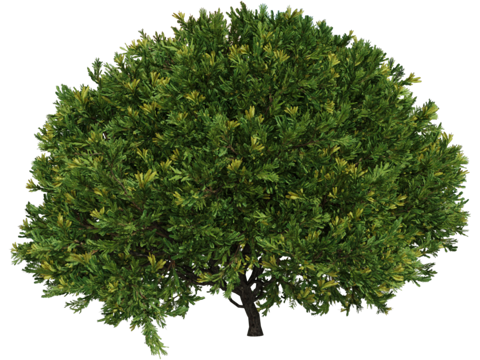  Serralunga 植物3d模型 