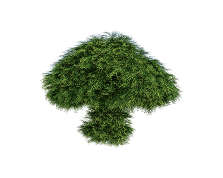  Serralunga 植物3d模型 