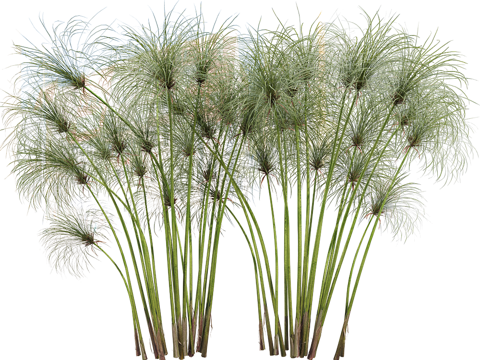  Serralunga 植物3d模型 