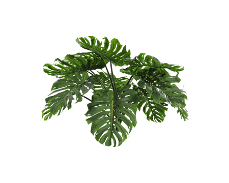  Serralunga 植物3d模型 