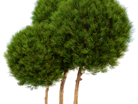  Serralunga 植物3d模型 