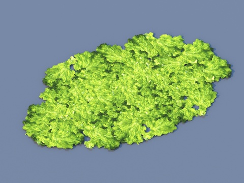  菜叶 蔬菜 生菜 青菜3d模型 