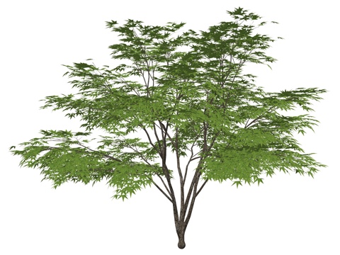 现代公园景观树su模型