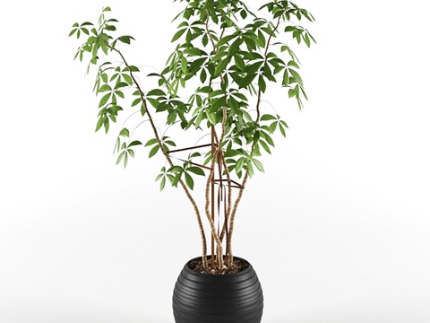 现代盆栽 盆景盆栽  室内绿植  观赏植物su模型