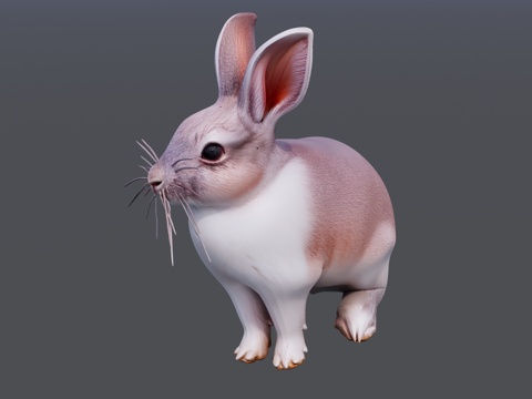 灰色的可爱的小兔子su模型