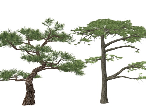 新中式造型松植物su模型