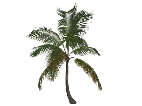 现代乔木植物su模型