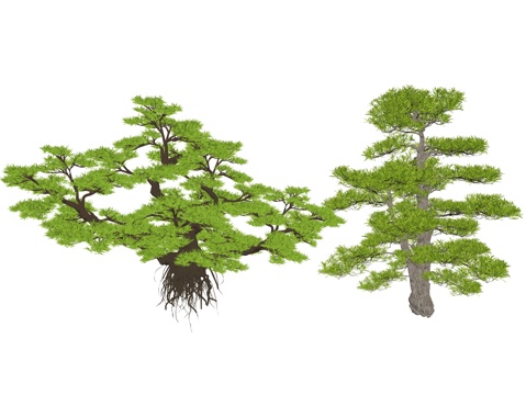 新中式造型松植物su模型