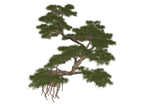 新中式造型松植物su模型