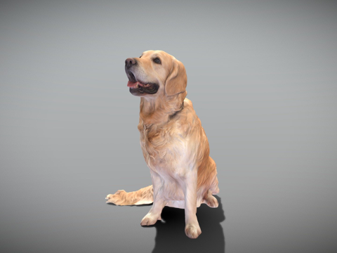 金毛犬23号su模型