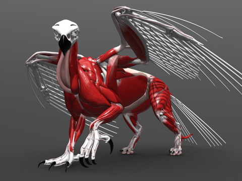 狮鹫解剖su模型