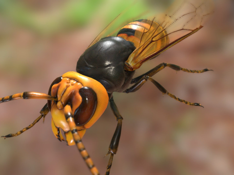 中华大虎头蜂su模型